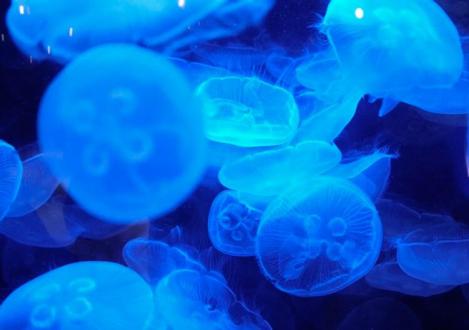 Самые ядовитые и опасные медузы черного моря