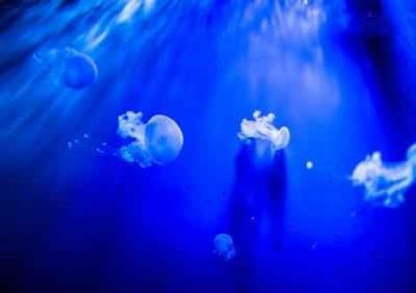 Интересные факты про медуз Медузы живые или нет